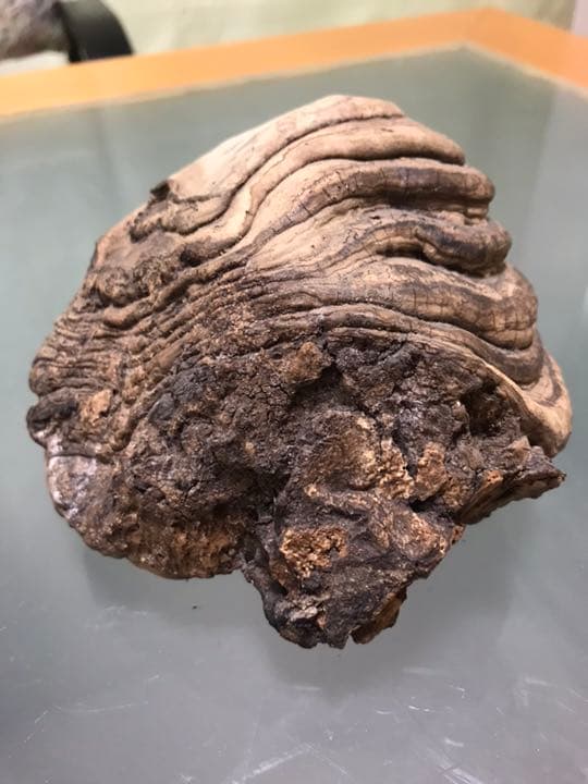 サルノコシカケ