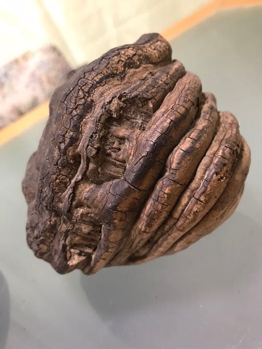 サルノコシカケ