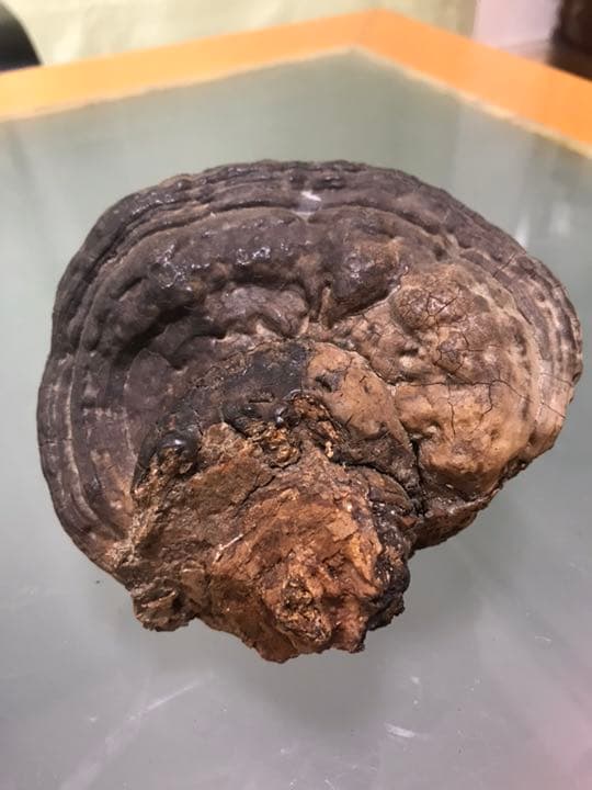 サルノコシカケ