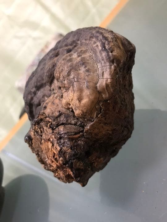 サルノコシカケ