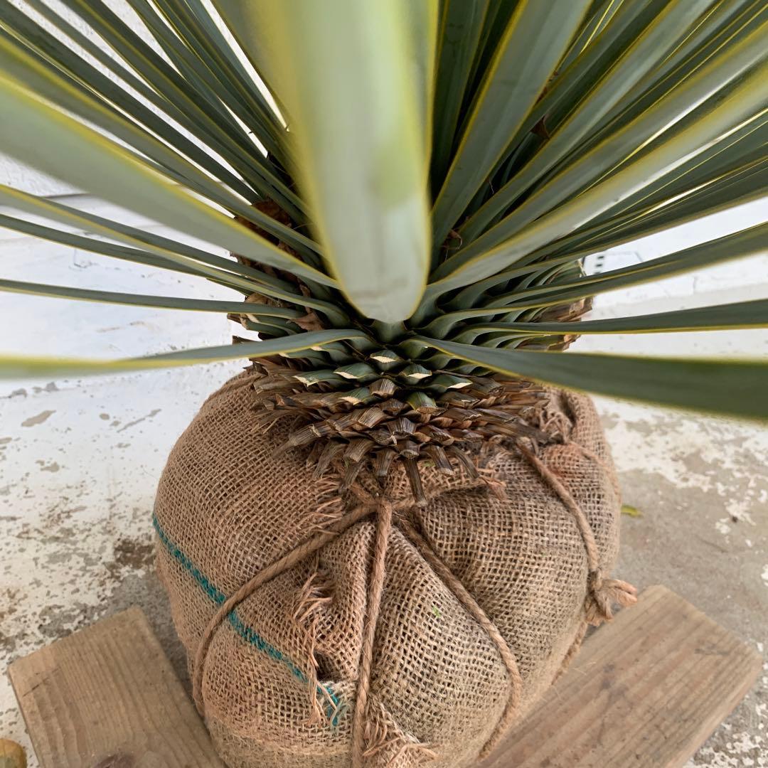 ユッカ ロストラータ 【耐寒性/ドライガーデン/ロックガーデン 】42