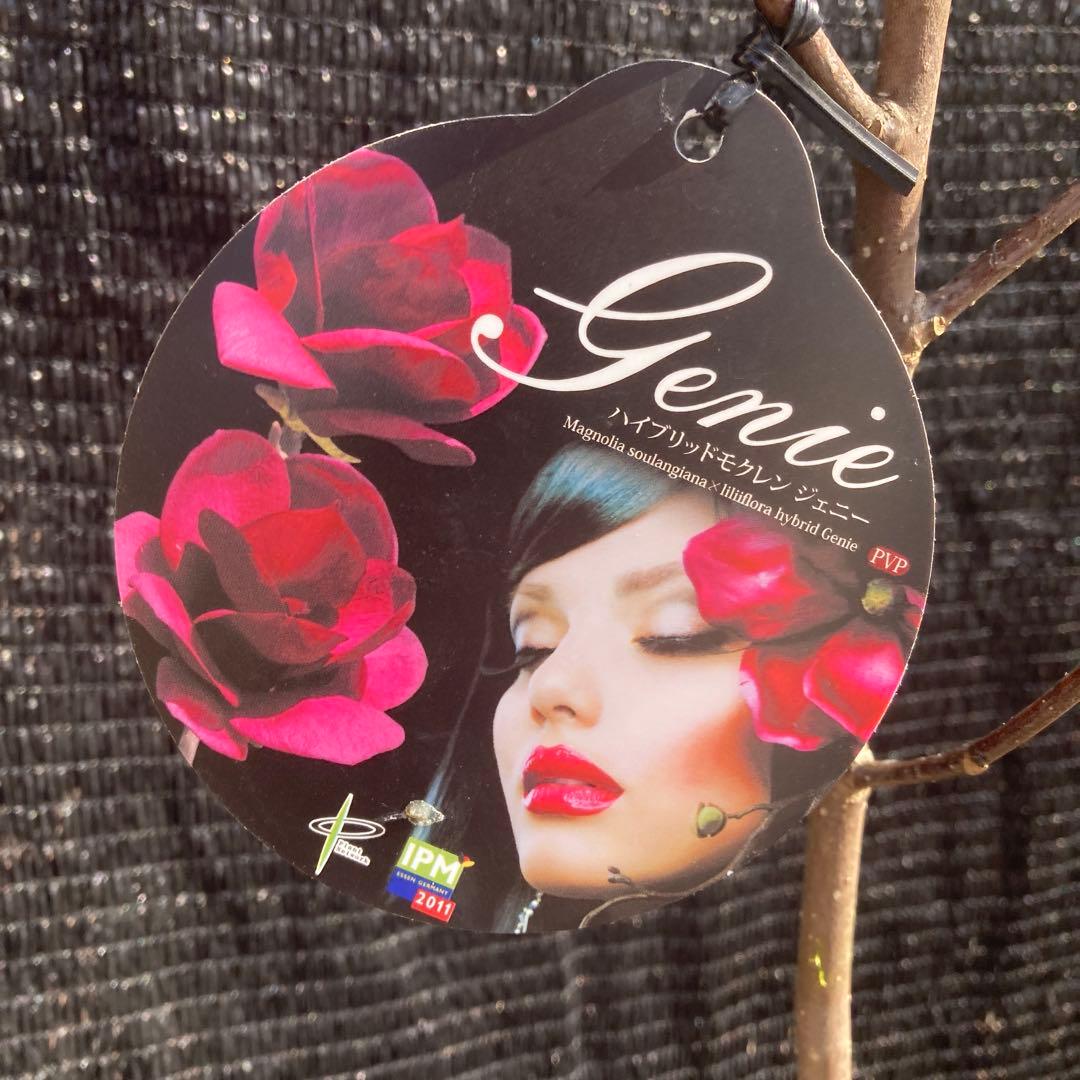 ②*:ஐ矮性で鉢栽培も可能‼︎魅力的な花色‼︎*:ஐモクレン・苗木