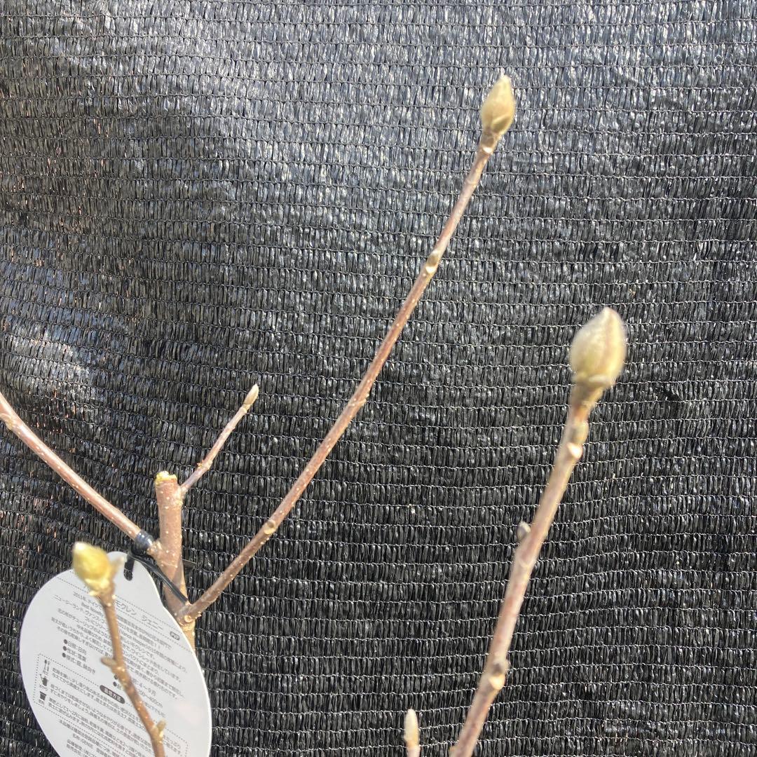 ②*:ஐ矮性で鉢栽培も可能‼︎魅力的な花色‼︎*:ஐモクレン・苗木