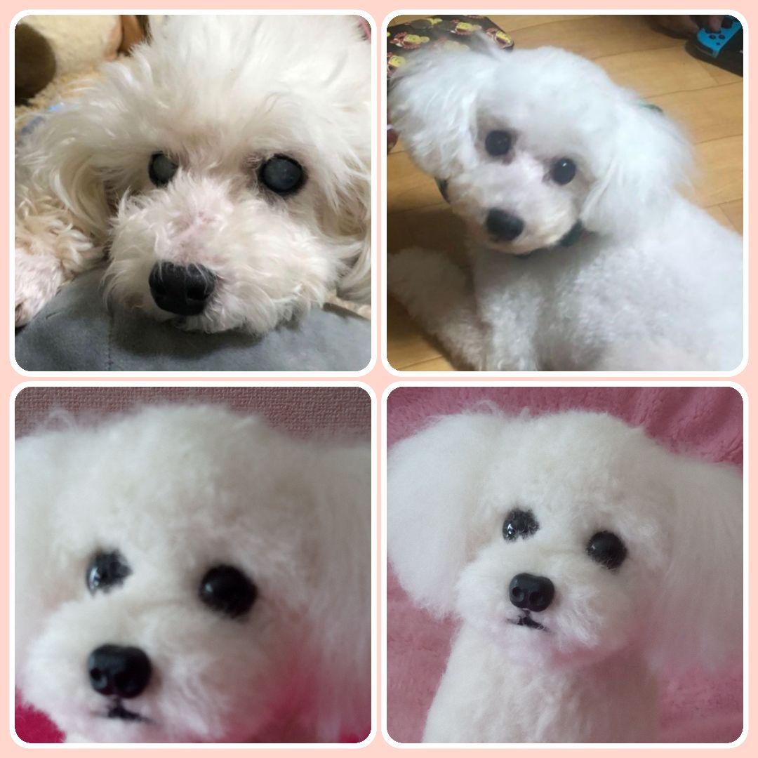 愛犬の羊毛フェルトオーダー制作・わんちゃん