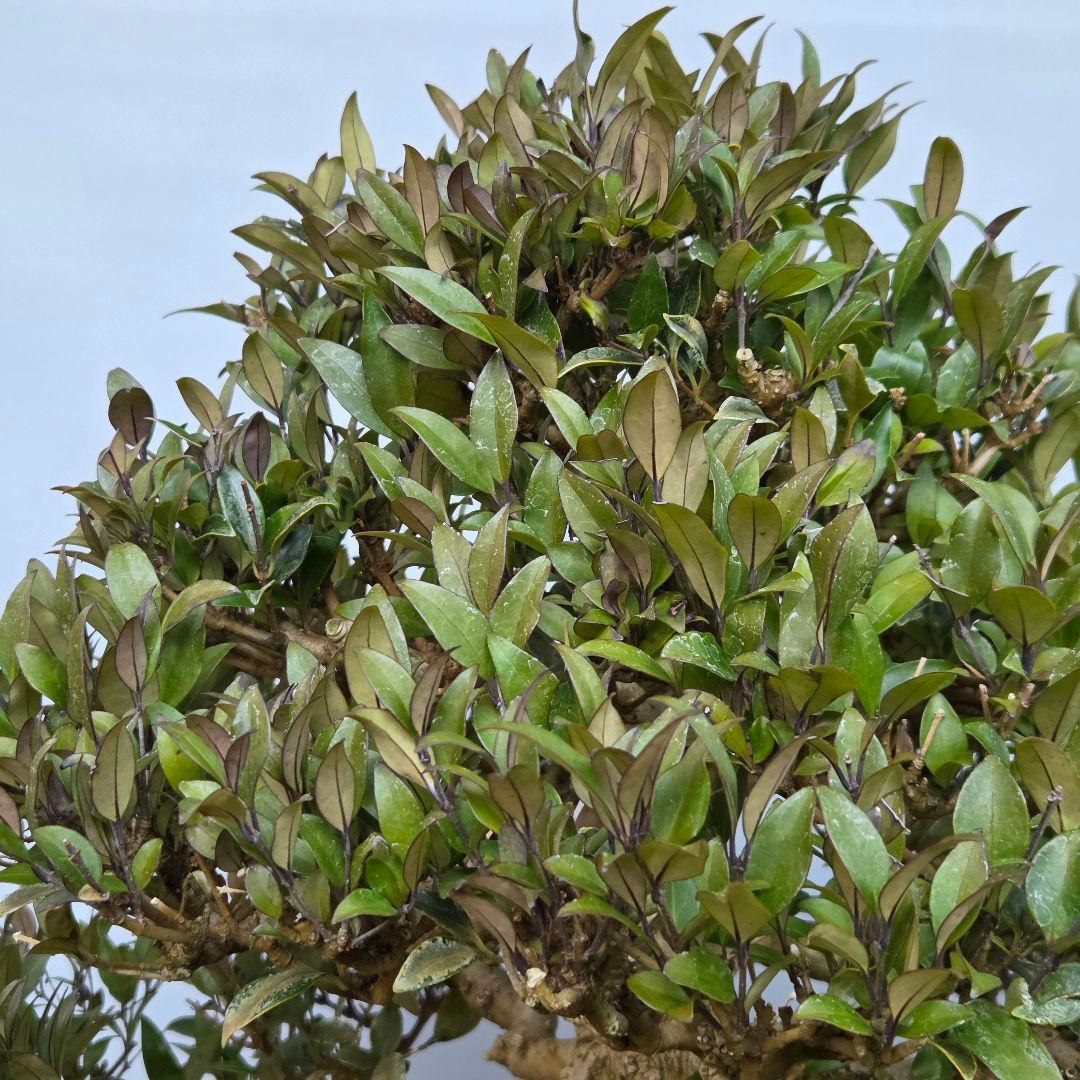 ネズミモチ [模様木] 大品盆栽 - メルカリ