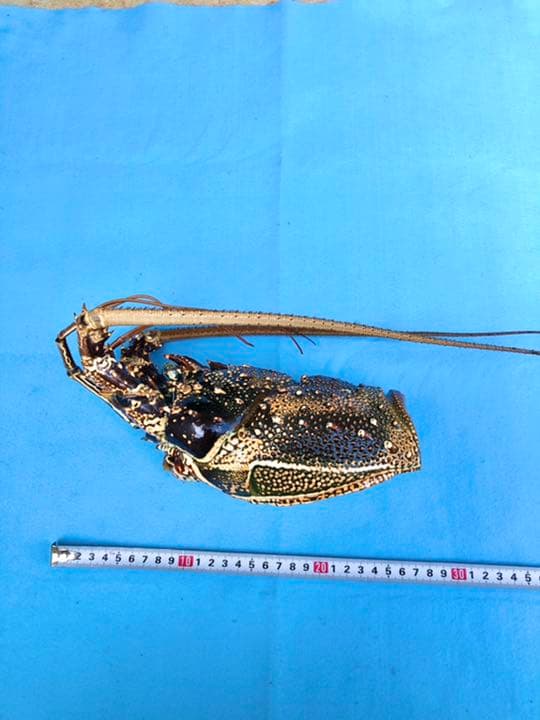 シマイセエビ 剥製 特大サイズ - メルカリ