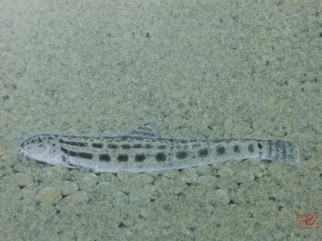 三縄健、【水ぬるむ】、希少な額装用画集画、新品高級額 額装付、状態良好