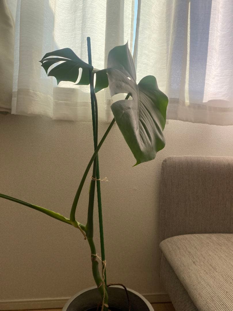 モンステラ 観葉植物 セメント鉢付き