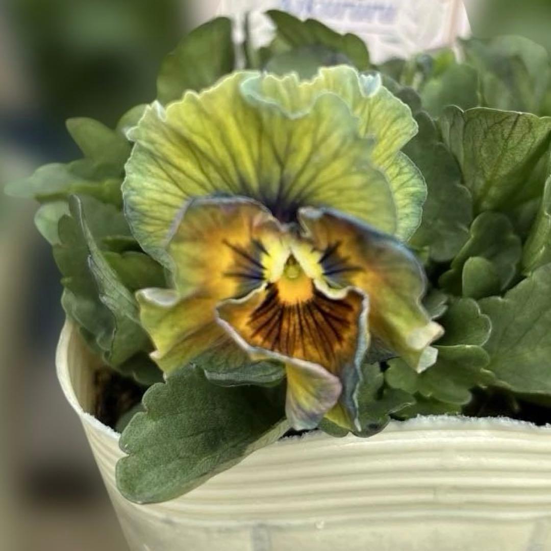 MIYABI様ご依頼品 計5苗 - メルカリ