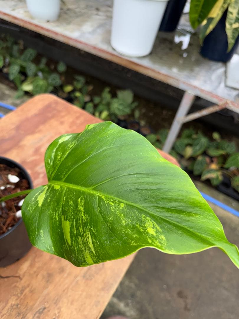 モンステラ セブブルー ミント 鉢モスポール付き 健康株 Cebu blue