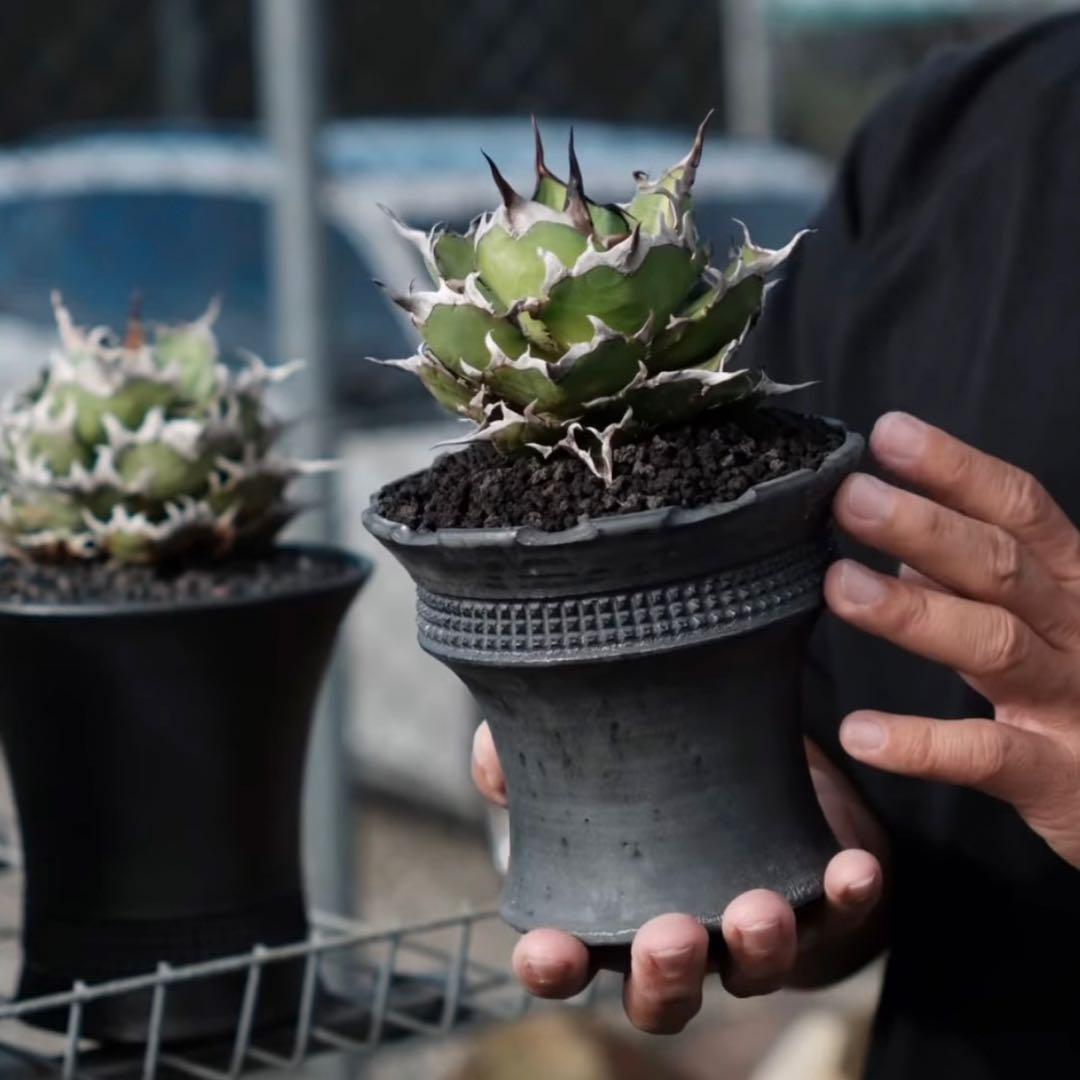 【激レア】spicygem × cj plants コラボ 陶器鉢