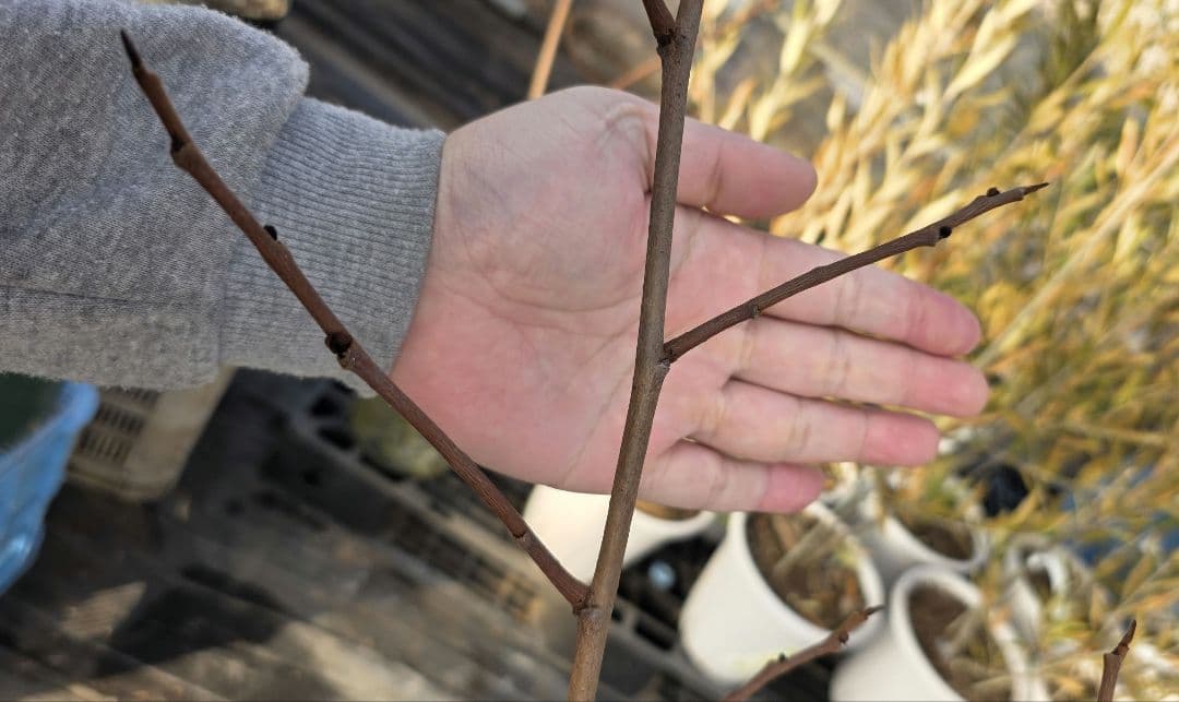 ② ポポー 接木苗