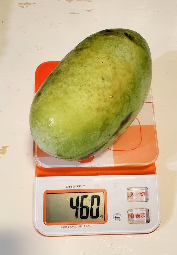 ② ポポー 接木苗