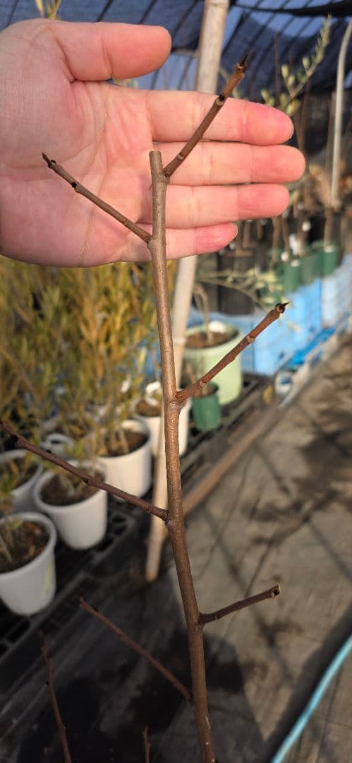 ② ポポー 接木苗