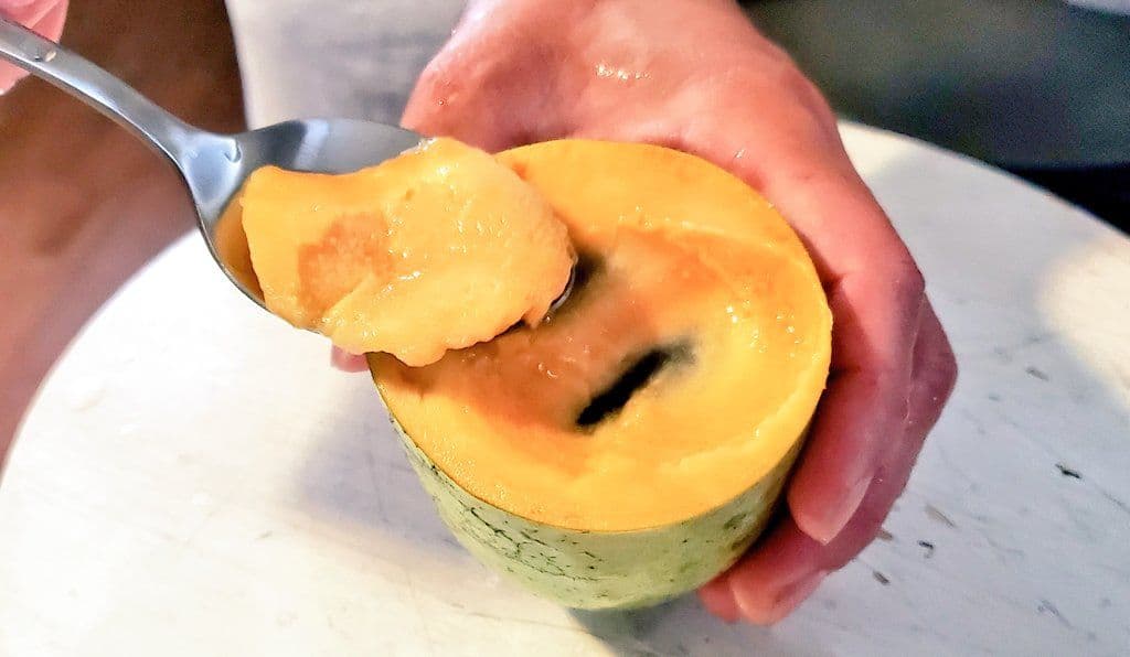 ② ポポー 接木苗