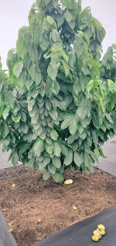 ② ポポー 接木苗