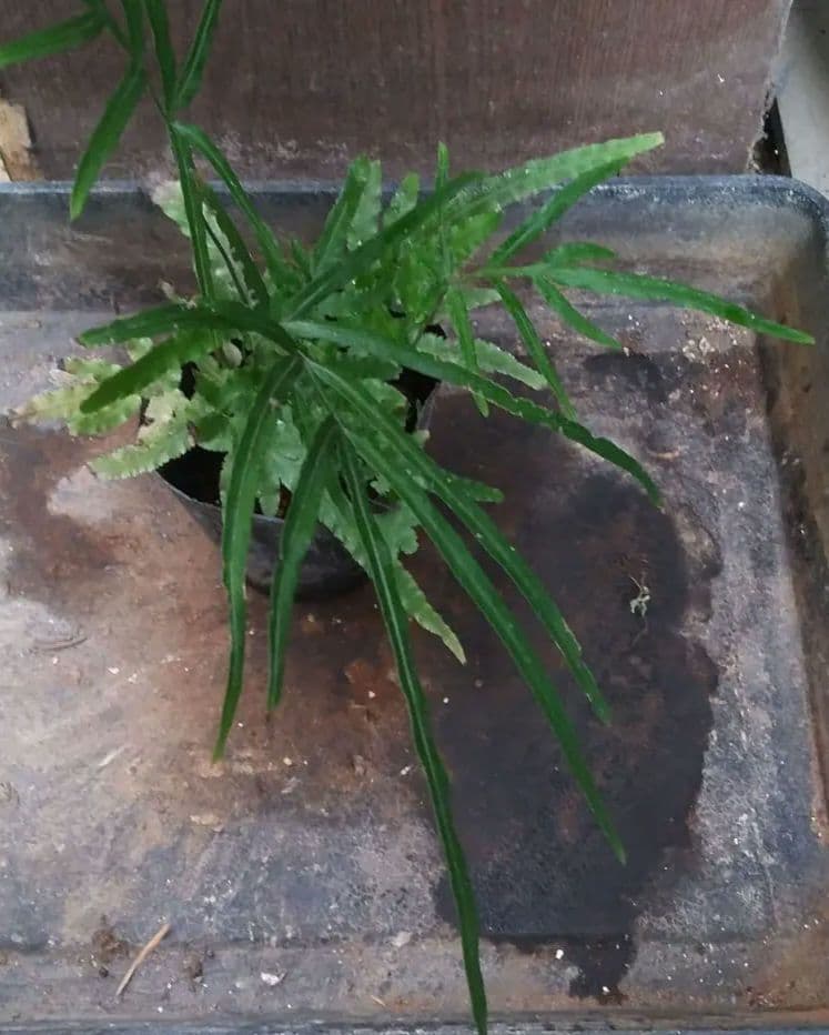 ワケアリ 中⑥ 品種不明シダ