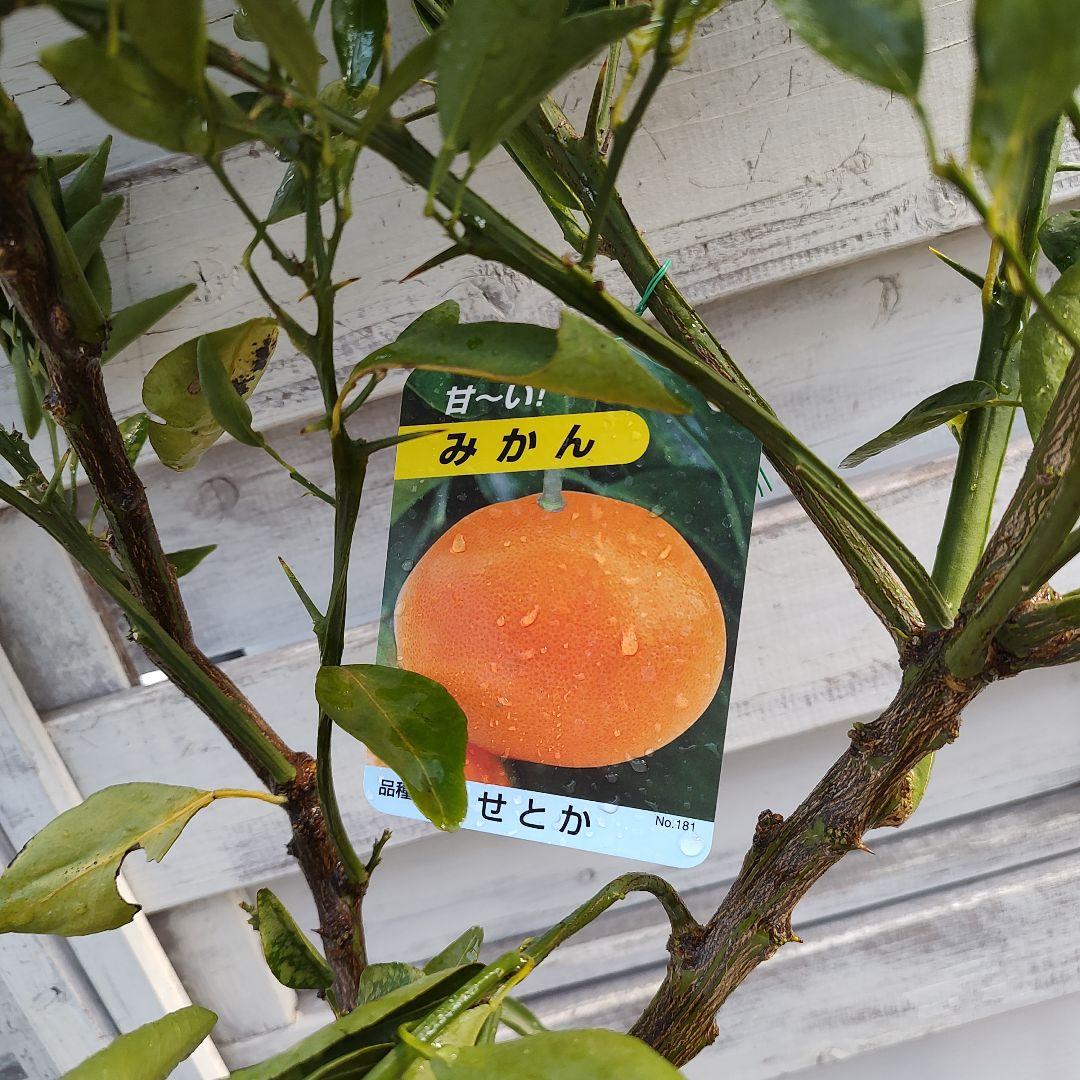 せとか 3年生 登録品種 苗木 - メルカリ