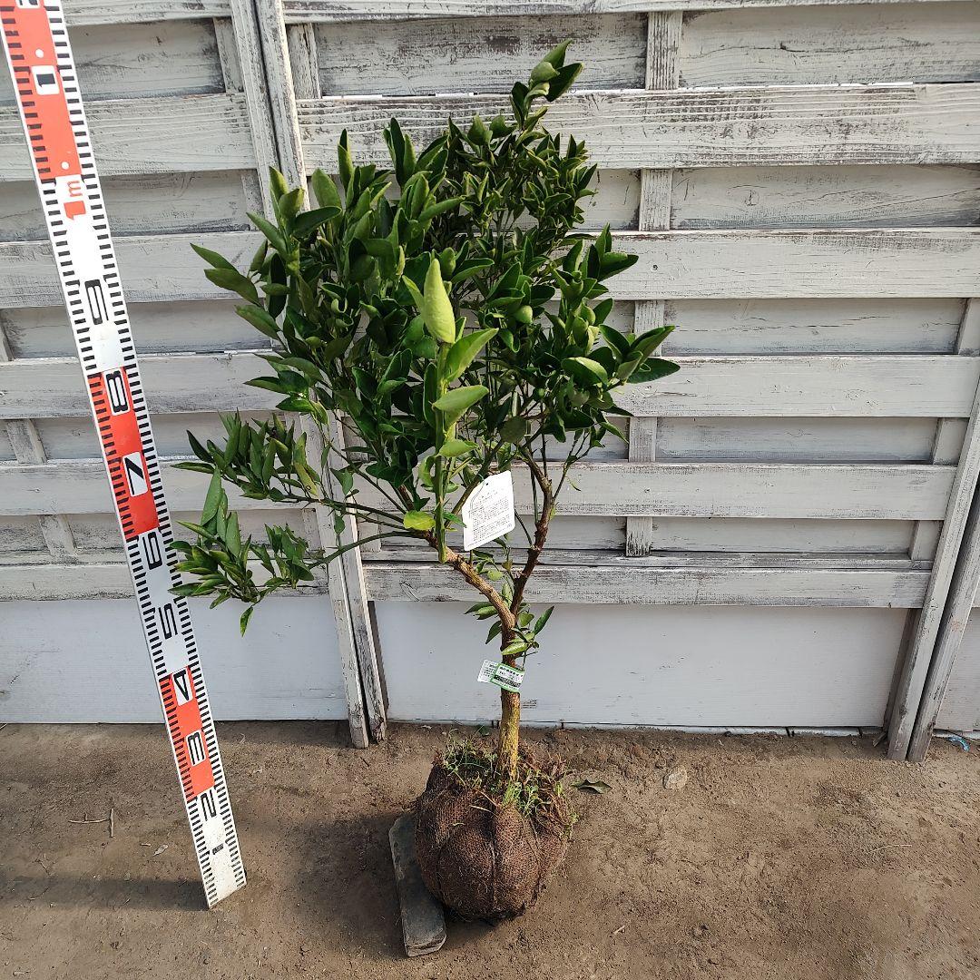 せとか 3年生 登録品種 苗木 - メルカリ