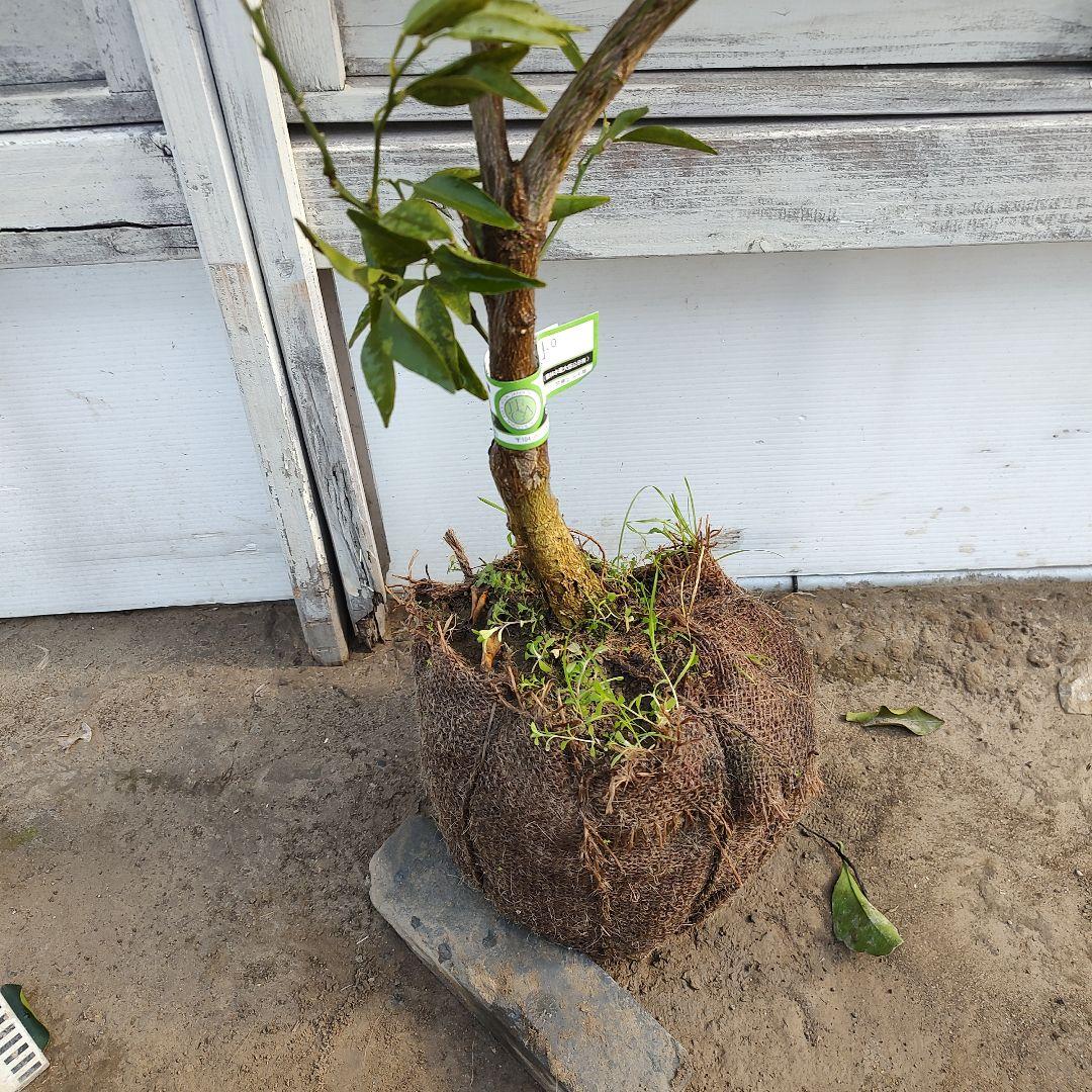 せとか 3年生 登録品種 苗木 - メルカリ