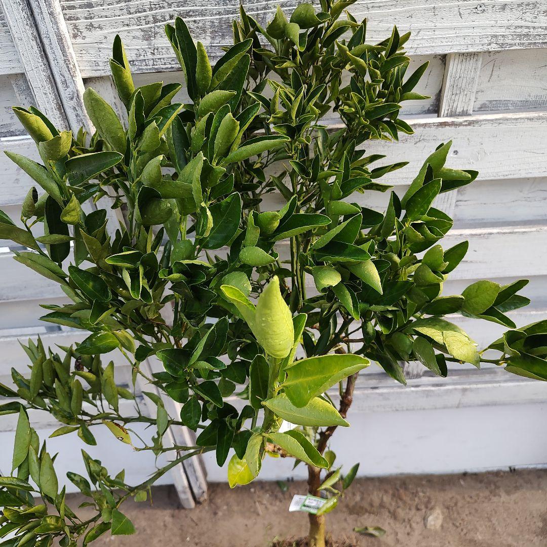 せとか 3年生 登録品種 苗木 - メルカリ