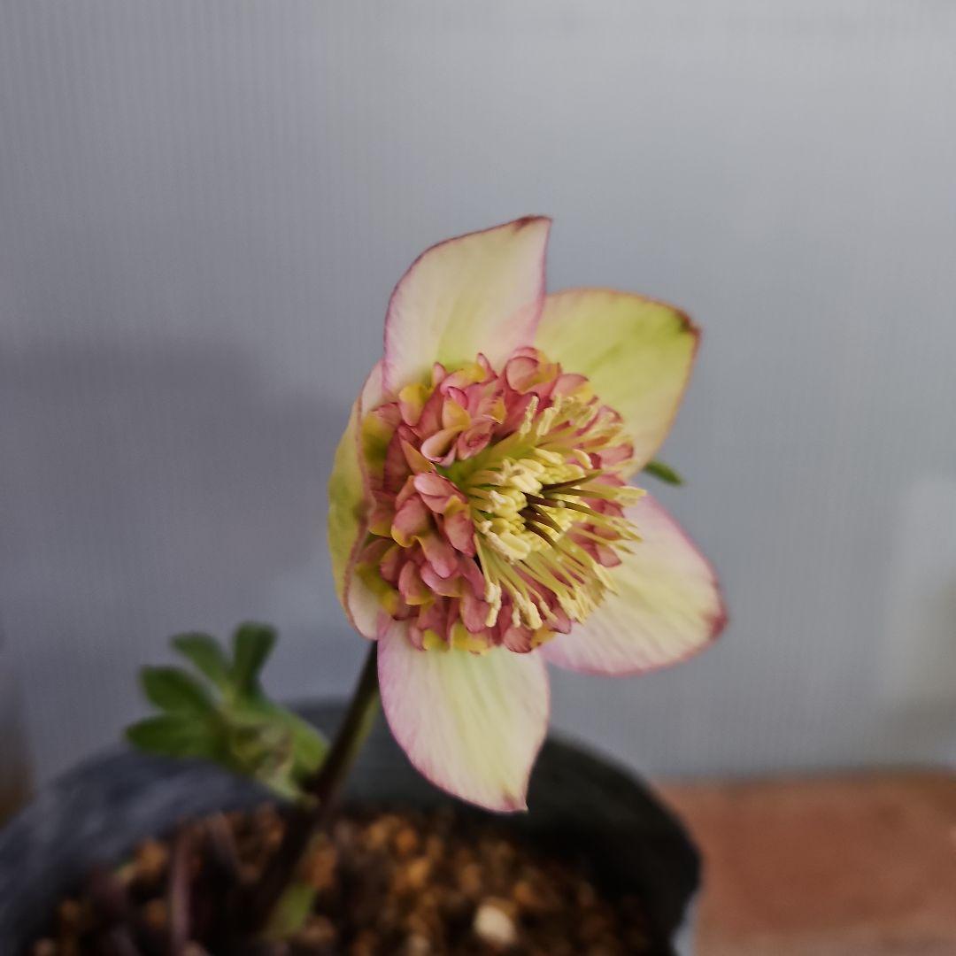 Sh様ご購入苗㉖-100㉖-156㉖-168㉖-183クリスマスローズ