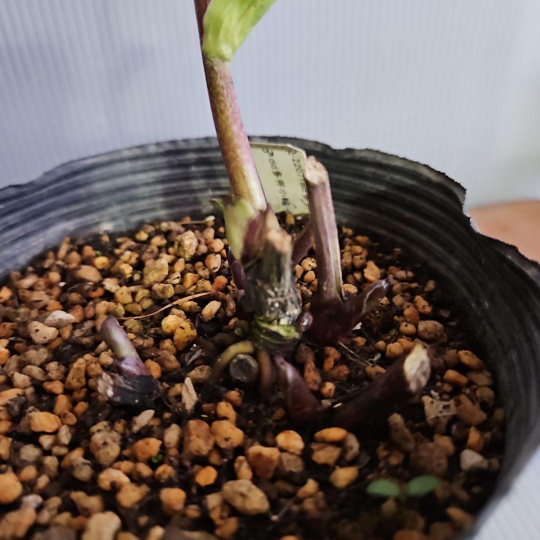 Sh様ご購入苗㉖-100㉖-156㉖-168㉖-183クリスマスローズ