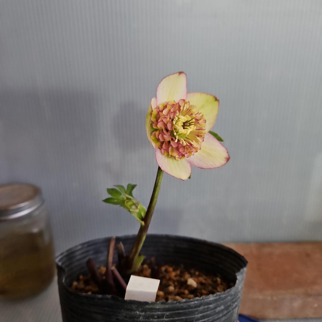 Sh様ご購入苗㉖-100㉖-156㉖-168㉖-183クリスマスローズ