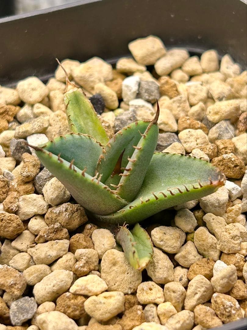 アガベ オテロイ 実生 選抜 子株 - メルカリ