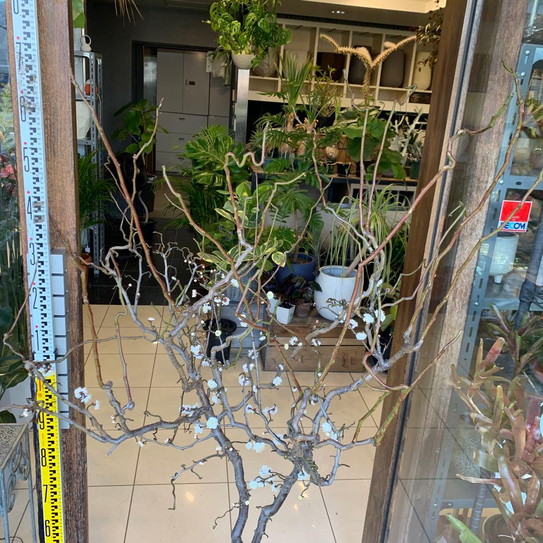 雲竜梅　ウンリュウバイ 10号