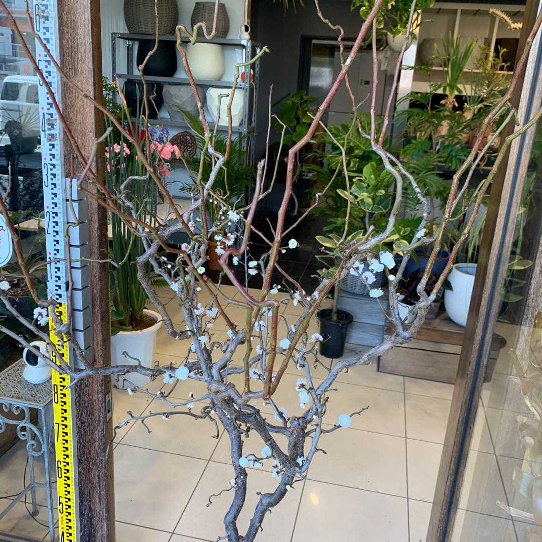 雲竜梅　ウンリュウバイ 10号