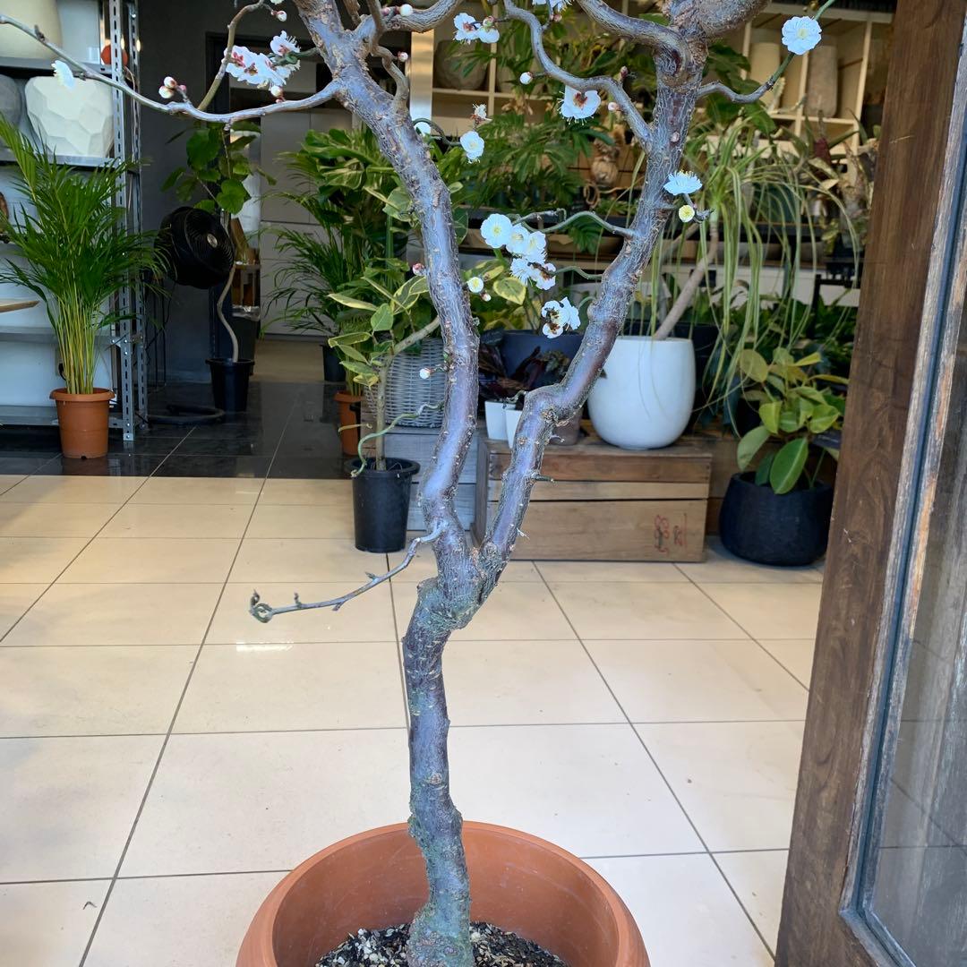 雲竜梅　ウンリュウバイ 10号