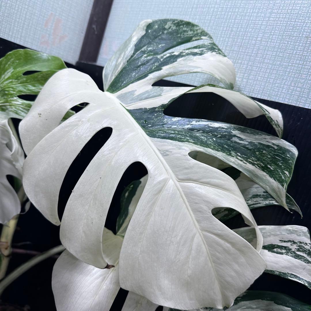 斑入りモンステラ ホワイトタイガー極美大株74cm白斑多