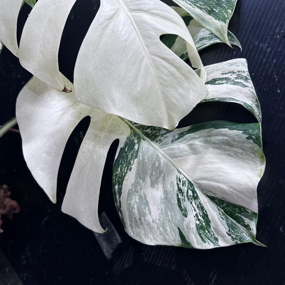 斑入りモンステラ ホワイトタイガー極美大株74cm白斑多