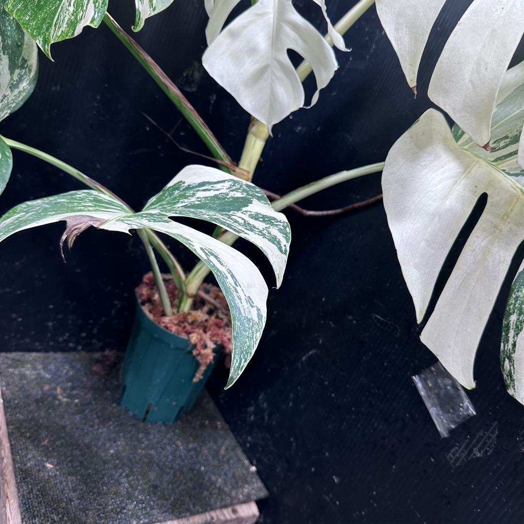 斑入りモンステラ ホワイトタイガー極美大株74cm白斑多