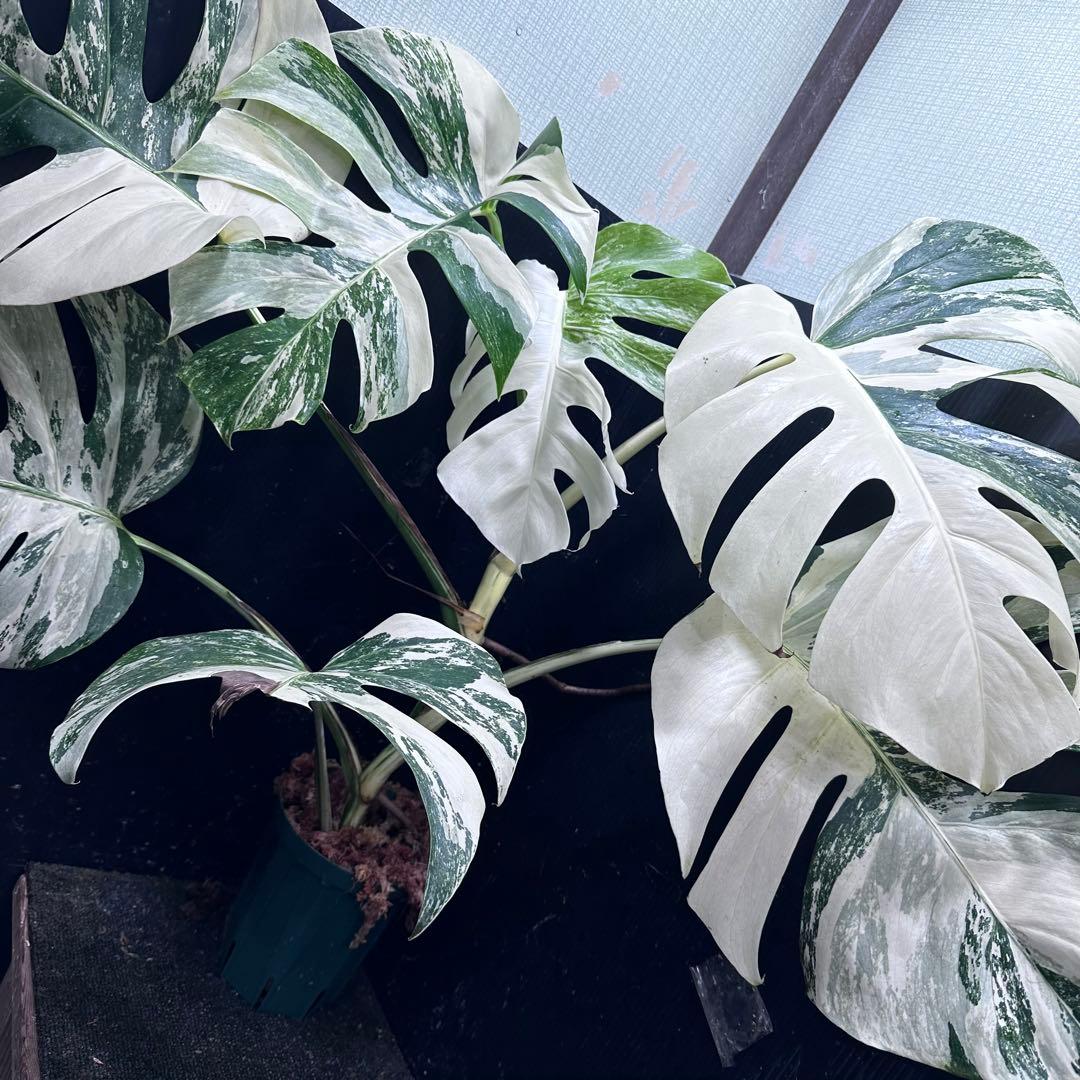 斑入りモンステラ ホワイトタイガー極美大株74cm白斑多