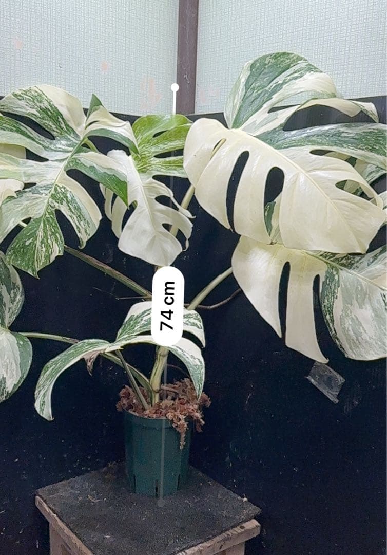 斑入りモンステラ ホワイトタイガー極美大株74cm白斑多