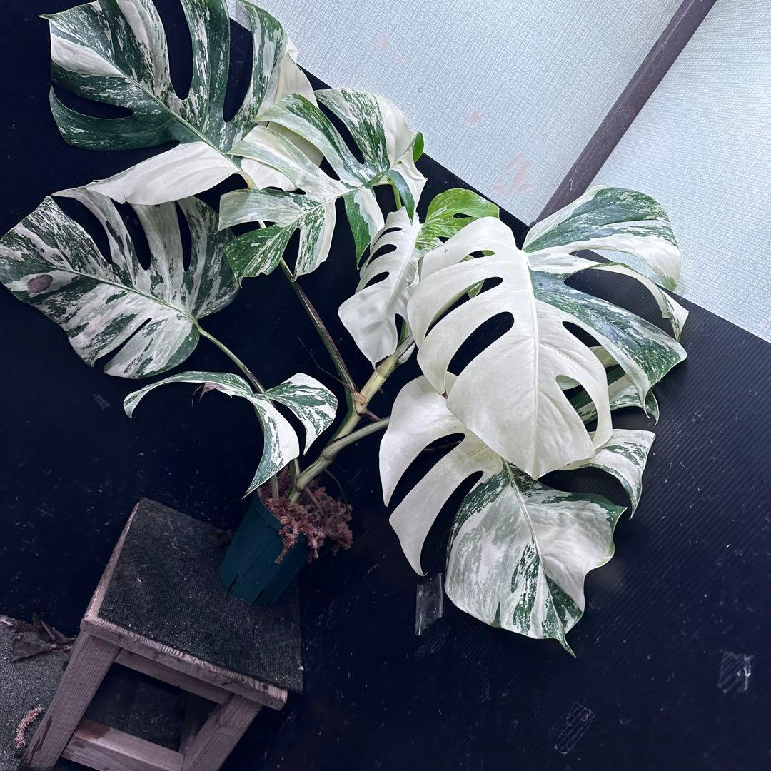 斑入りモンステラ ホワイトタイガー極美大株74cm白斑多