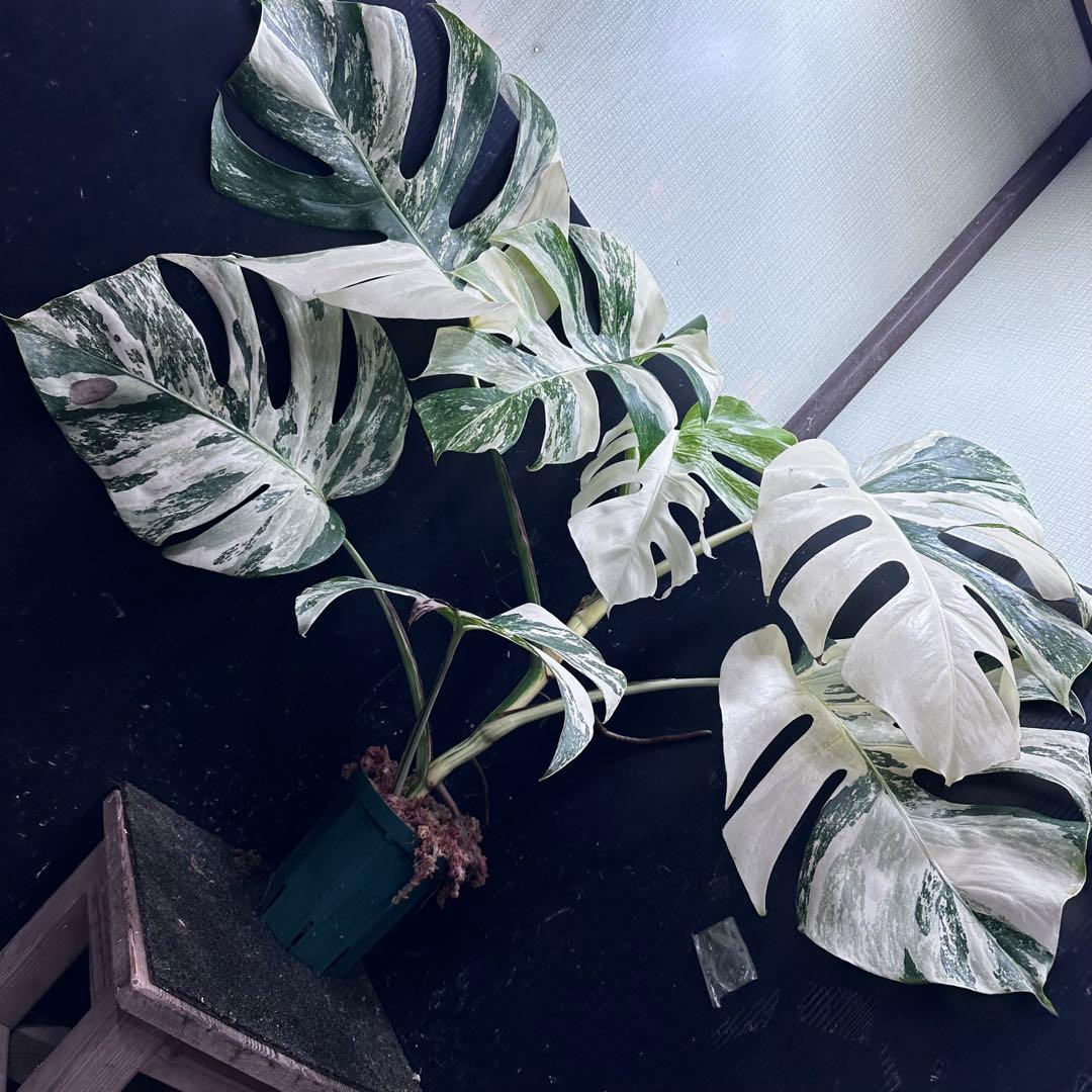 斑入りモンステラ ホワイトタイガー極美大株74cm白斑多