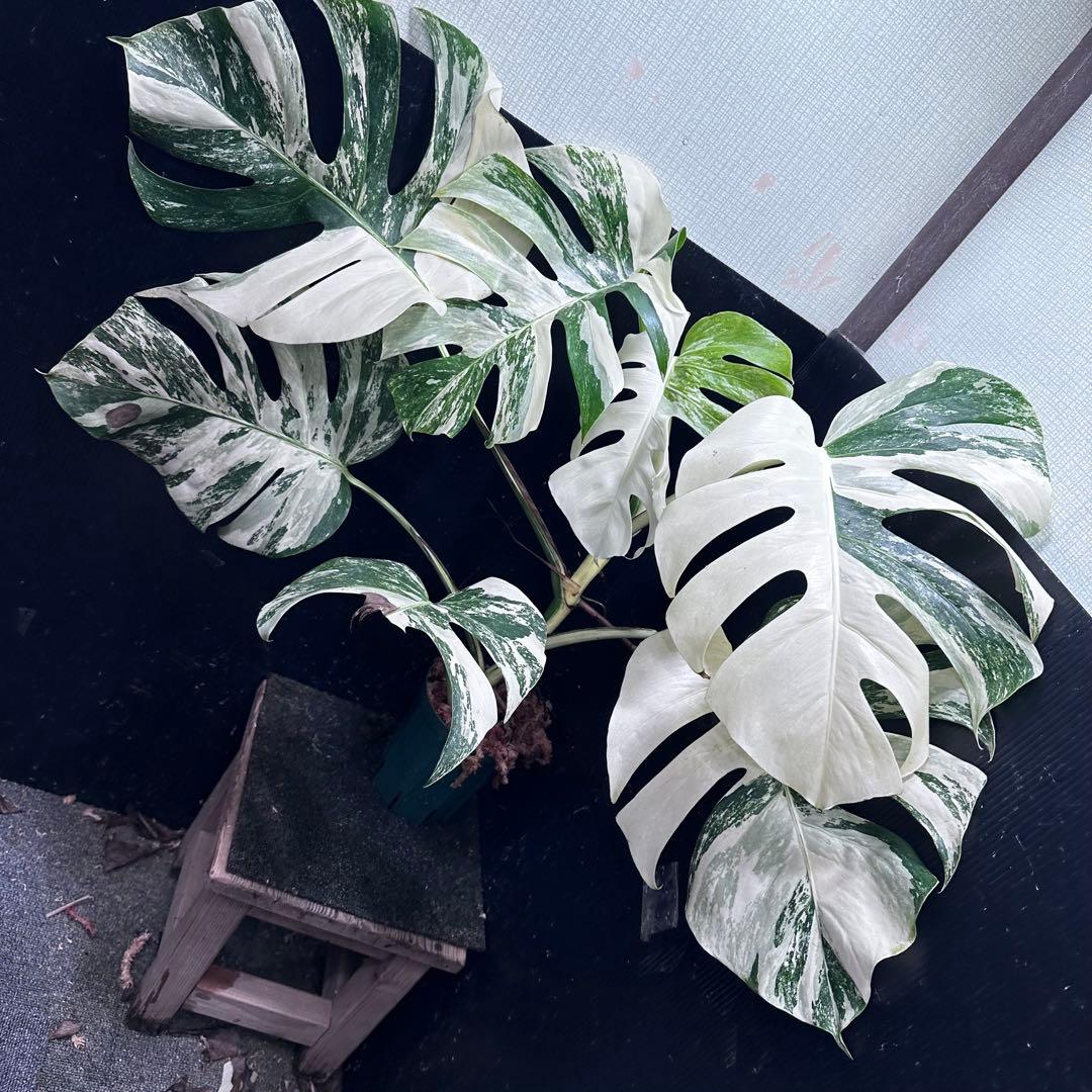 斑入りモンステラ ホワイトタイガー極美大株74cm白斑多