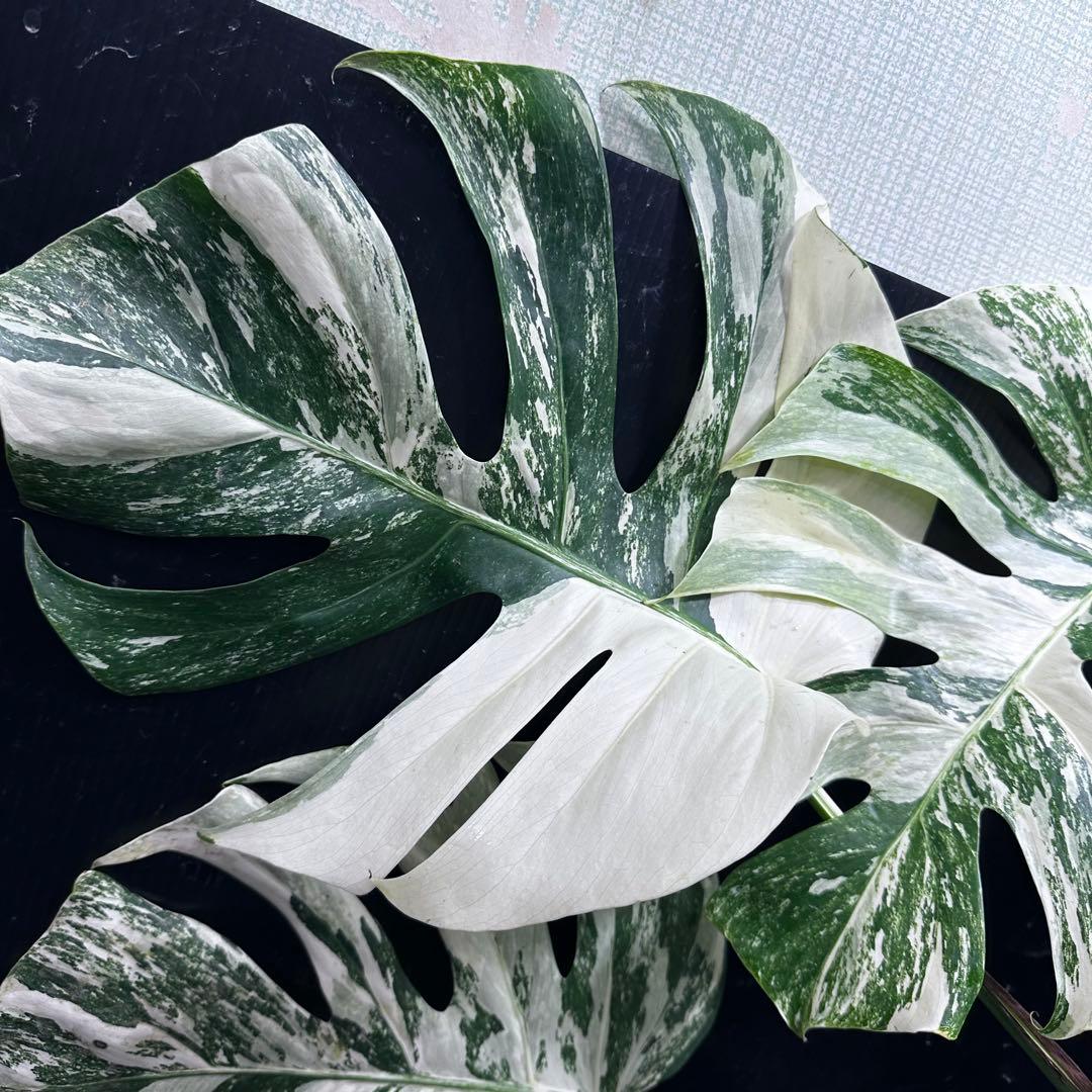 斑入りモンステラ ホワイトタイガー極美大株74cm白斑多