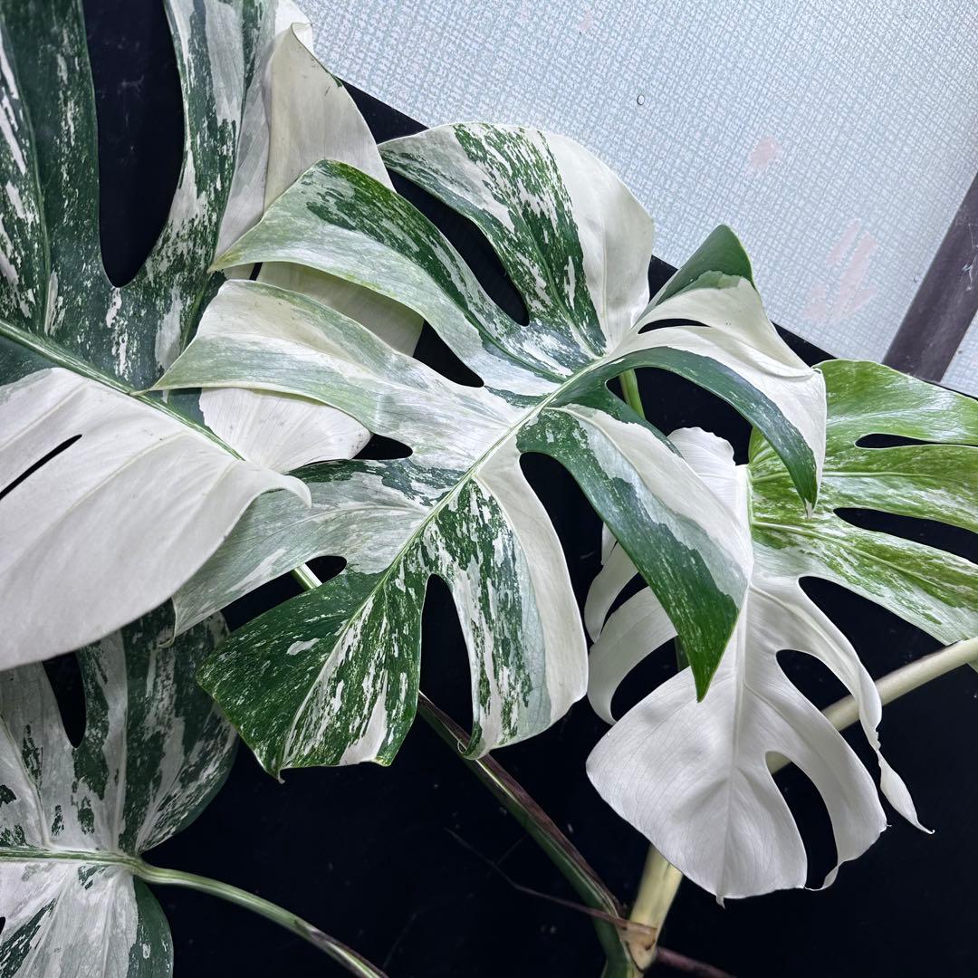 斑入りモンステラ ホワイトタイガー極美大株74cm白斑多