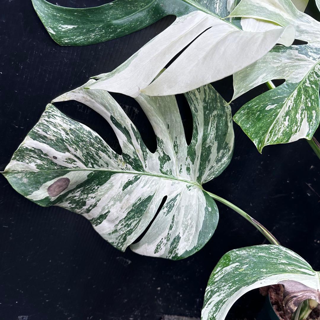 斑入りモンステラ ホワイトタイガー極美大株74cm白斑多