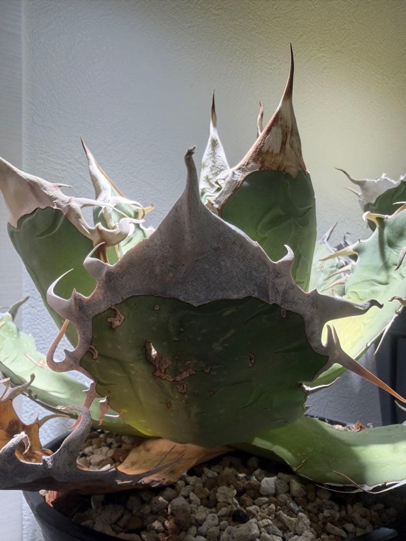 アガベ オアハカ オテロイ　oaxaca oteroi