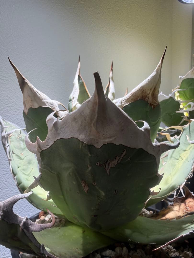 アガベ オアハカ オテロイ　oaxaca oteroi