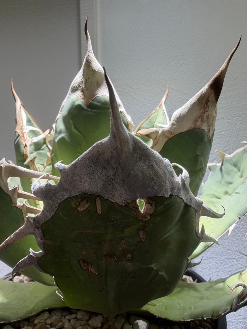 アガベ オアハカ オテロイ　oaxaca oteroi