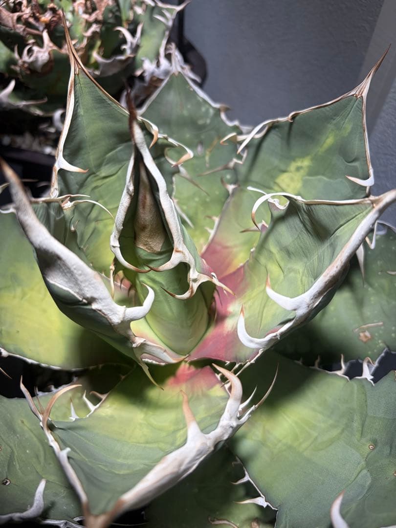 アガベ オアハカ オテロイ　oaxaca oteroi