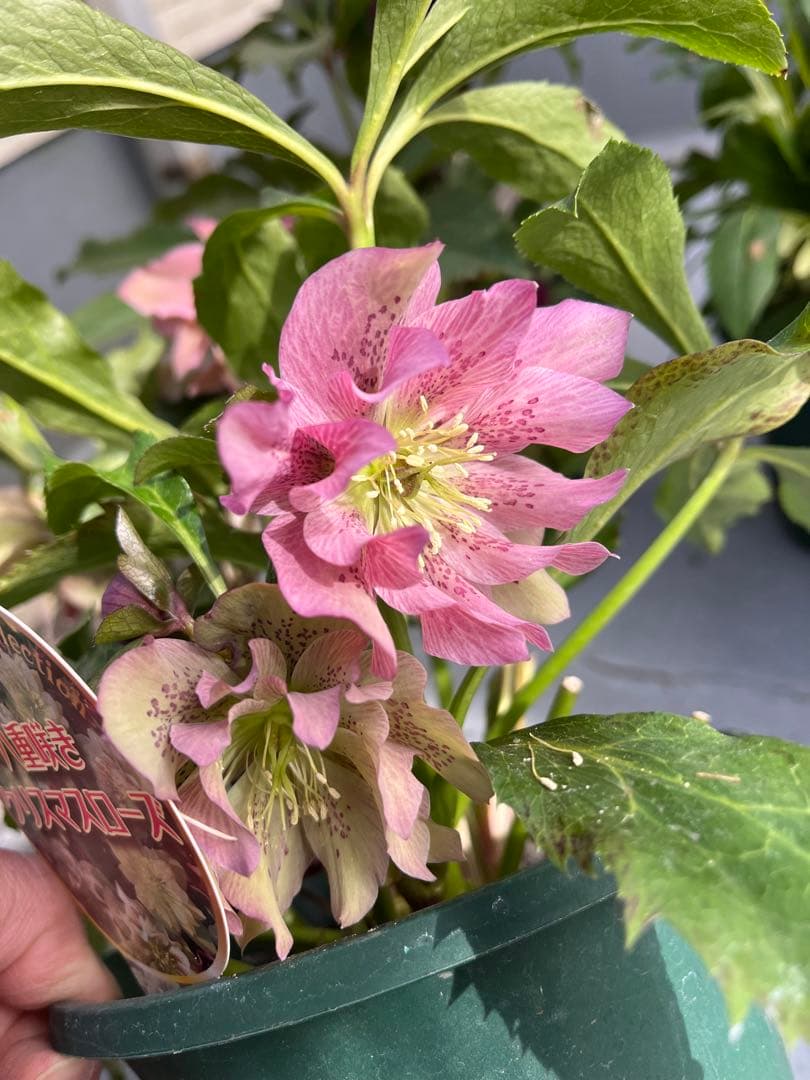 売り尽くしまとめ特価 クリスマスローズ 八重 ダブル エレン 5号 5鉢