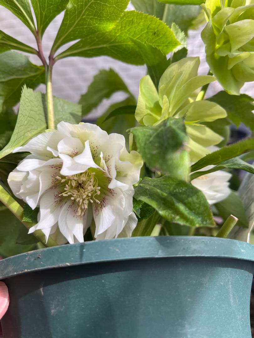 売り尽くしまとめ特価 クリスマスローズ 八重 ダブル エレン 5号 5鉢