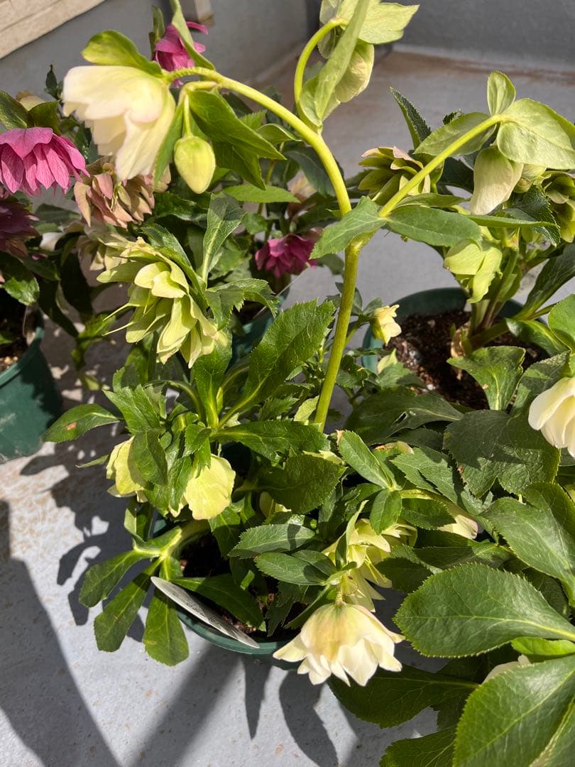 売り尽くしまとめ特価 クリスマスローズ 八重 ダブル エレン 5号 5鉢